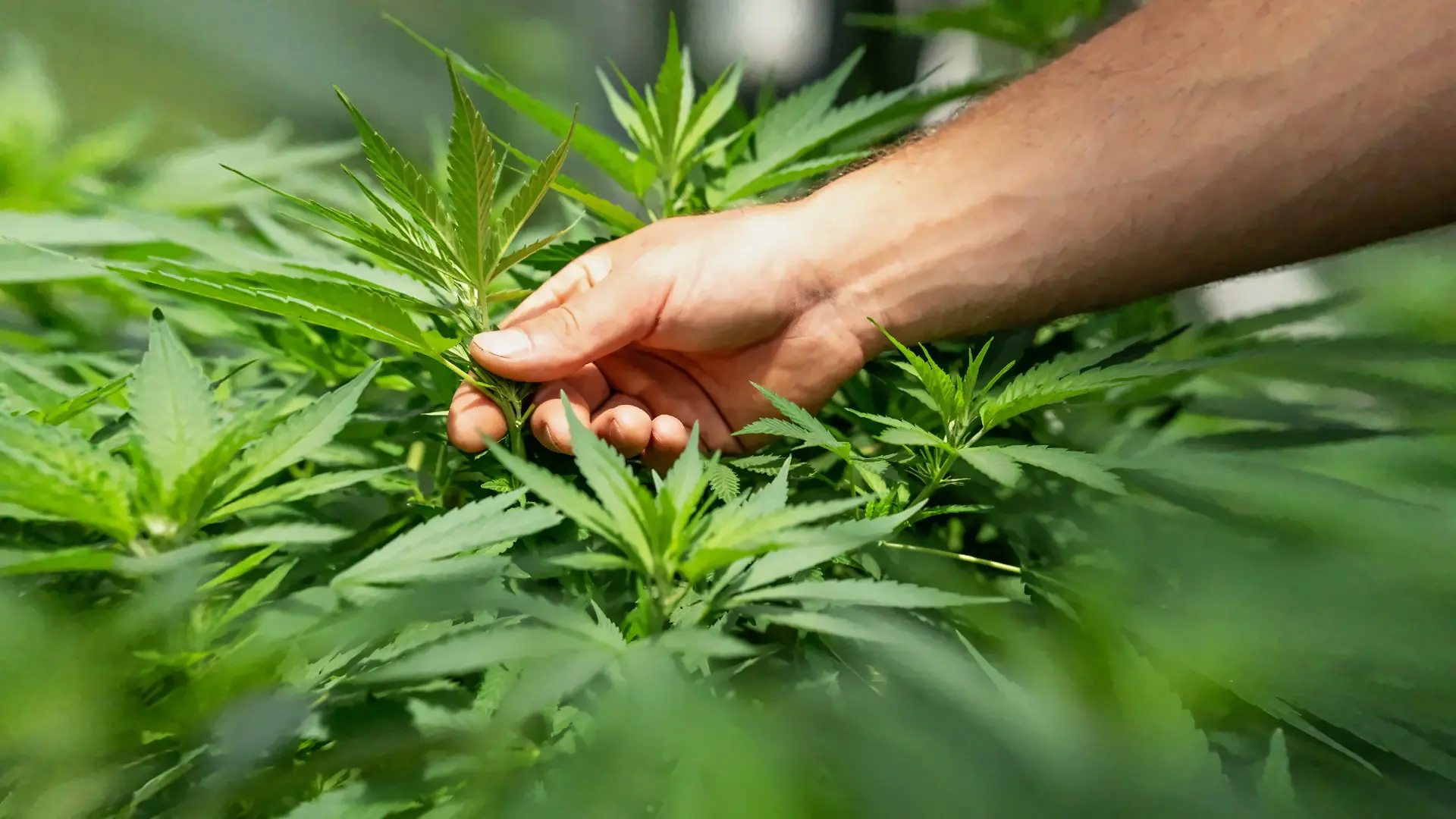 ¿Cómo el vapeador transforma al fumador de cannabis?